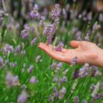 lavanda mano